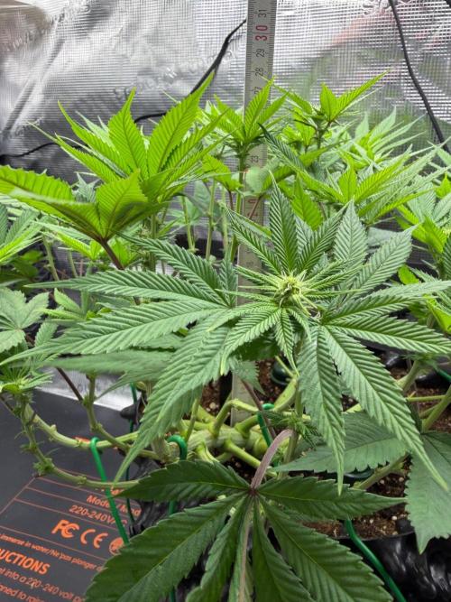 Blueberry Fem. -Dutch Passion. Week 9