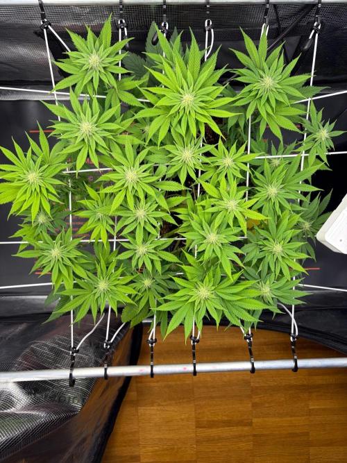 Blueberry Fem. -Dutch Passion. Week 10