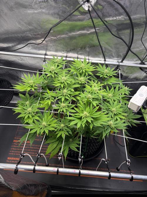 Blueberry Fem. -Dutch Passion. Week 10