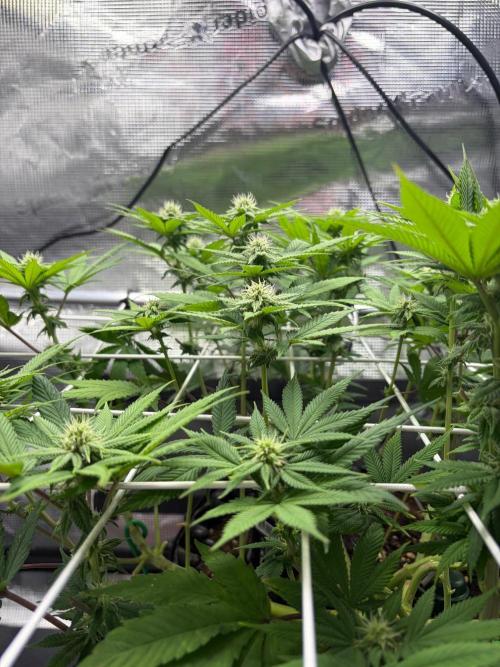 Blueberry Fem. -Dutch Passion. Week 10