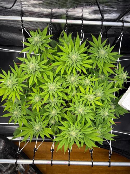 Blueberry Fem. -Dutch Passion. Week 11
