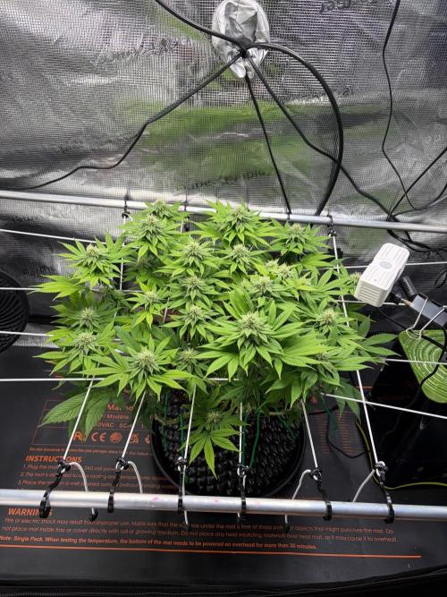 Blueberry Fem. -Dutch Passion. Week 11