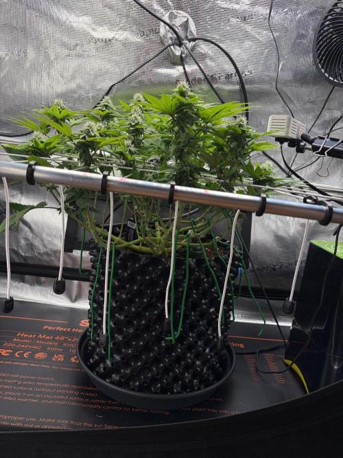 Blueberry Fem. -Dutch Passion. Week 11