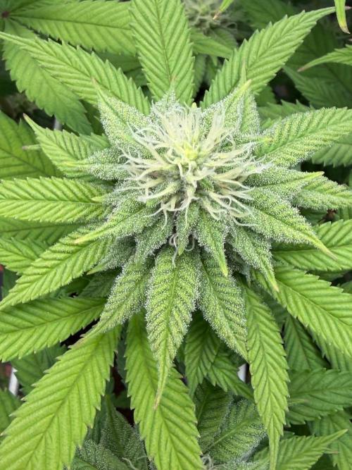 Blueberry Fem. -Dutch Passion. Week 11