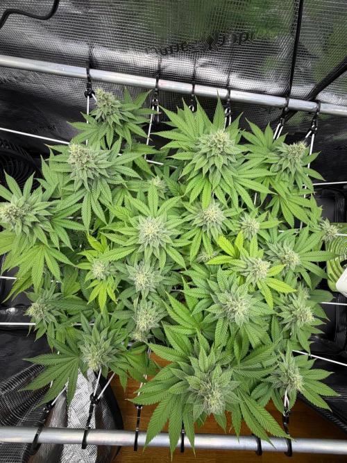 Blueberry Fem. -Dutch Passion. Week 12