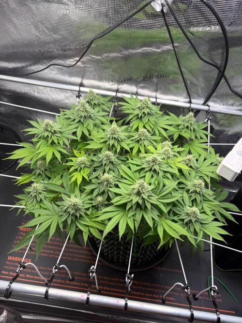 Blueberry Fem. -Dutch Passion. Week 12