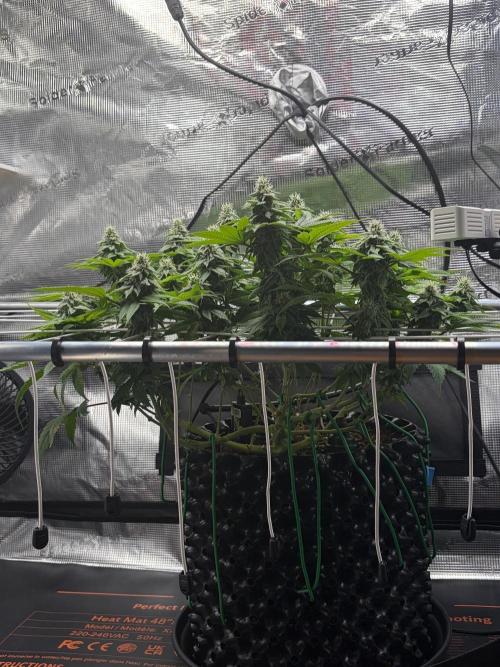 Blueberry Fem. -Dutch Passion. Week 12