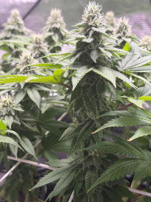 Blueberry Fem. -Dutch Passion. Week 12