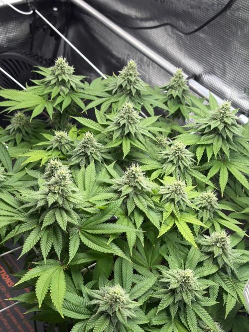 Blueberry Fem. -Dutch Passion. Week 12