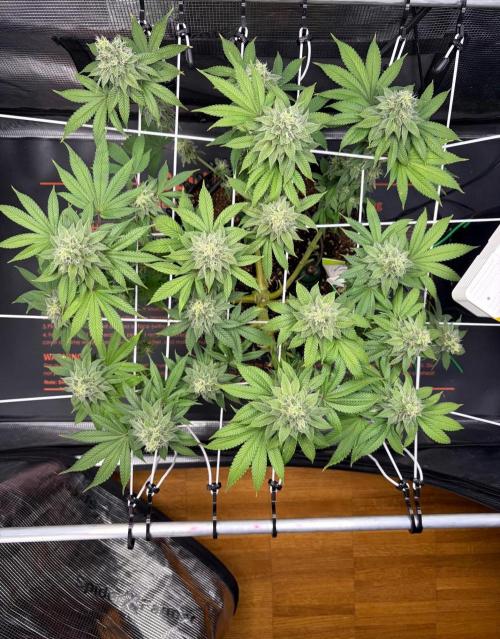 Blueberry Fem. -Dutch Passion. Week 13
