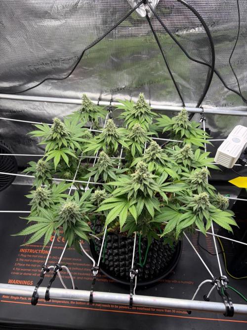 Blueberry Fem. -Dutch Passion. Week 13