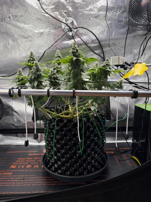Blueberry Fem. -Dutch Passion. Week 13