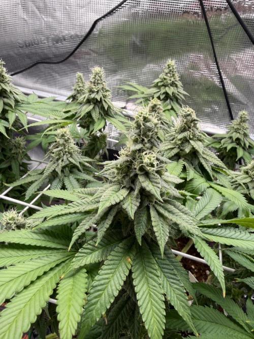 Blueberry Fem. -Dutch Passion. Week 13