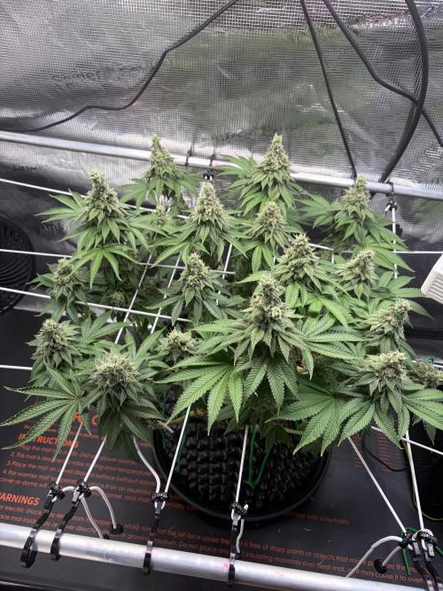 Blueberry Fem. -Dutch Passion. Week 14
