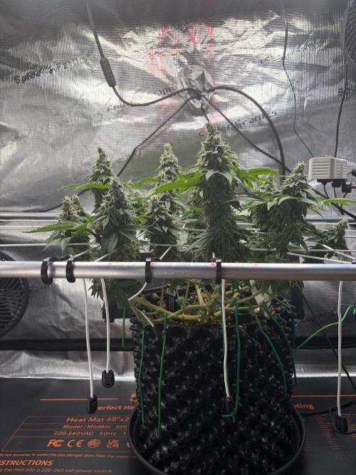 Blueberry Fem. -Dutch Passion. Week 14