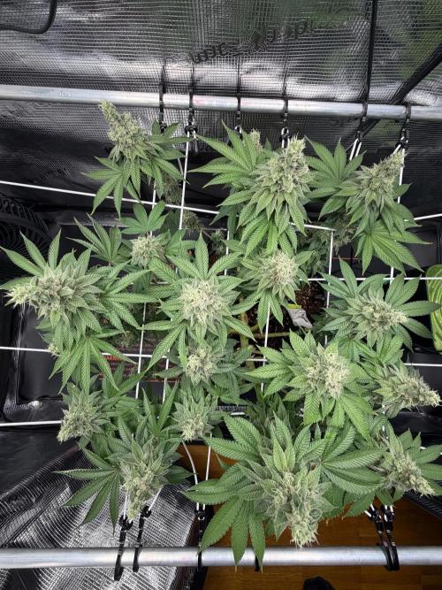 Blueberry Fem. -Dutch Passion. Week 14