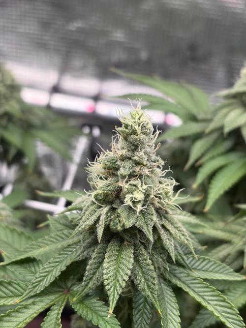 Blueberry Fem. -Dutch Passion. Week 14