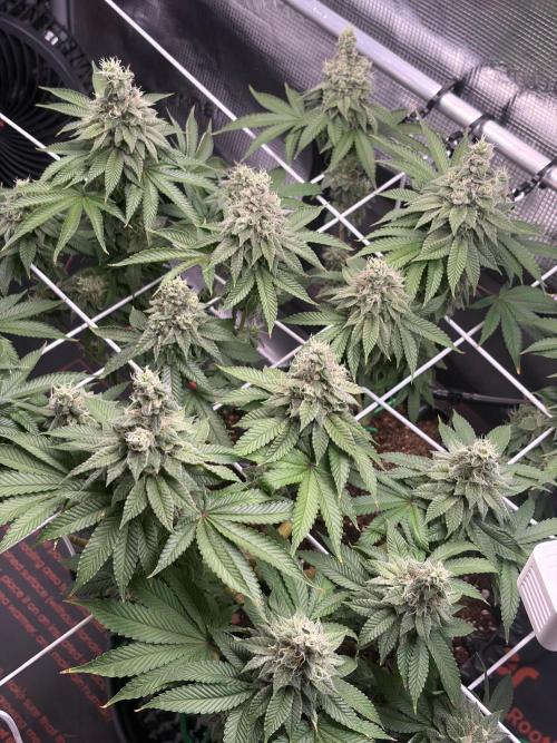 Blueberry Fem. -Dutch Passion. Week 14