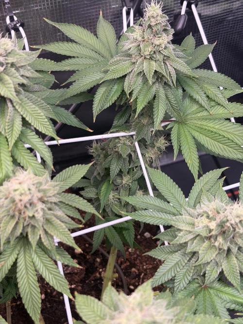 Blueberry Fem. -Dutch Passion. Week 14