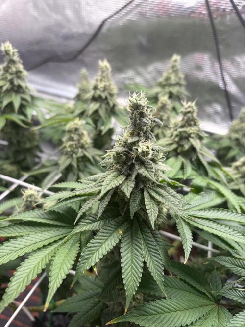 Blueberry Fem. -Dutch Passion. Week 14