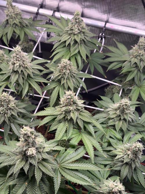 Blueberry Fem. -Dutch Passion. Week 14