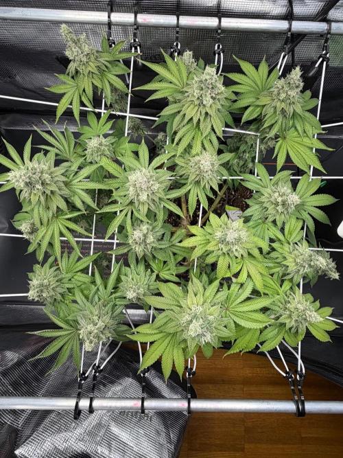 Blueberry Fem. -Dutch Passion. Week 15
