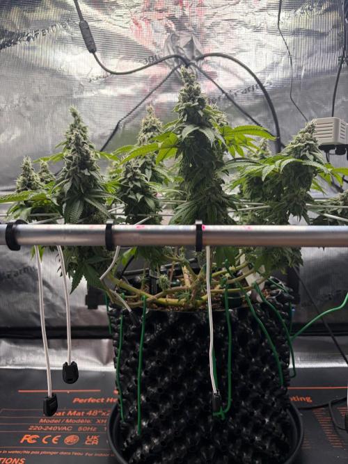 Blueberry Fem. -Dutch Passion. Week 15
