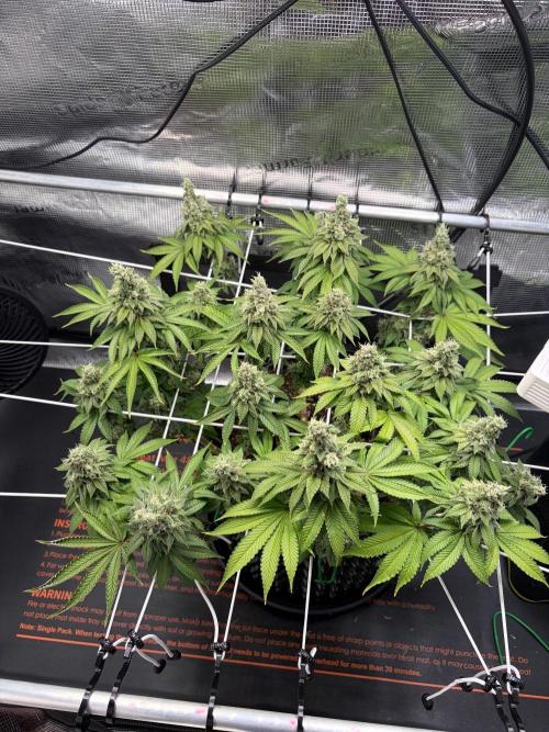 Blueberry Fem. -Dutch Passion. Week 15