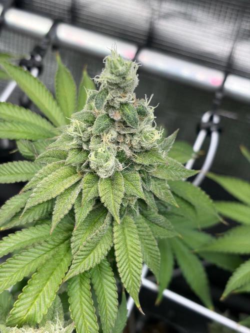 Blueberry Fem. -Dutch Passion. Week 15