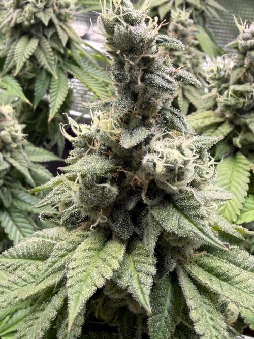 Blueberry Fem. -Dutch Passion. Week 15