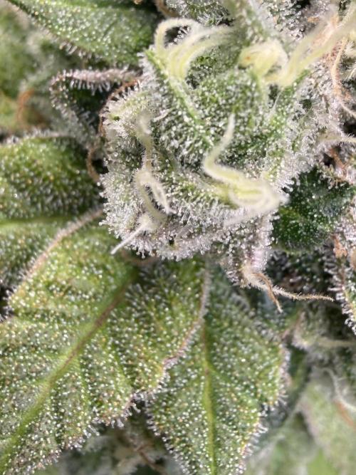 Blueberry Fem. -Dutch Passion. Week 15