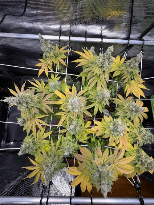 Blueberry Fem. -Dutch Passion. Week 16