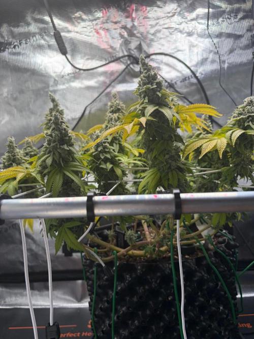 Blueberry Fem. -Dutch Passion. Week 16