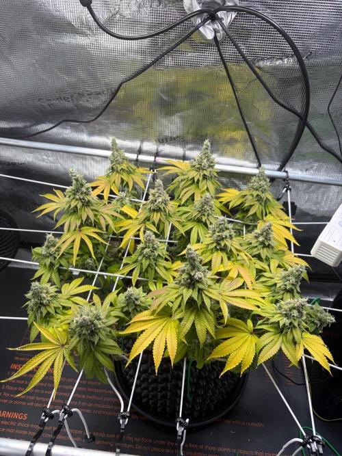 Blueberry Fem. -Dutch Passion. Week 16