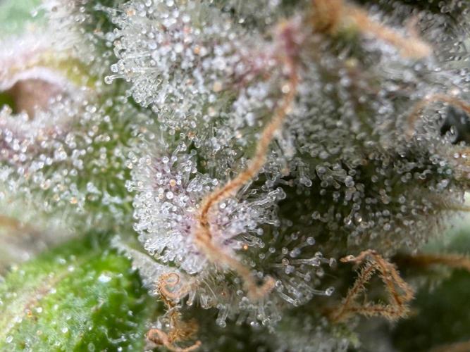 Blueberry Fem. -Dutch Passion. Week 16
