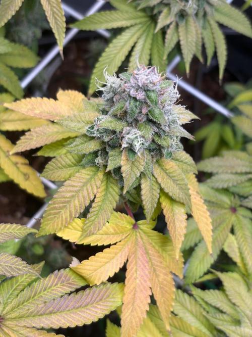 Blueberry Fem. -Dutch Passion. Week 16
