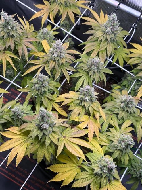 Blueberry Fem. -Dutch Passion. Week 16