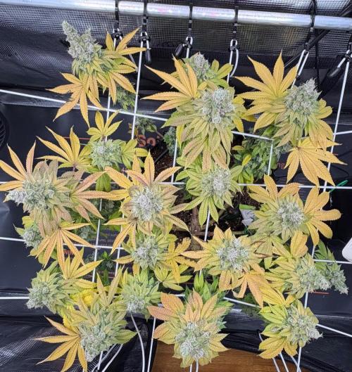Blueberry Fem. -Dutch Passion. Week 17
