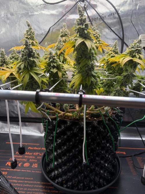 Blueberry Fem. -Dutch Passion. Week 17