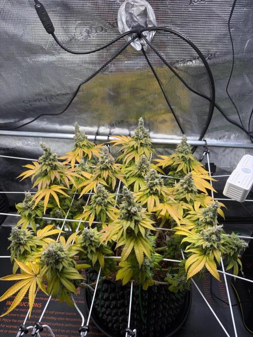 Blueberry Fem. -Dutch Passion. Week 17