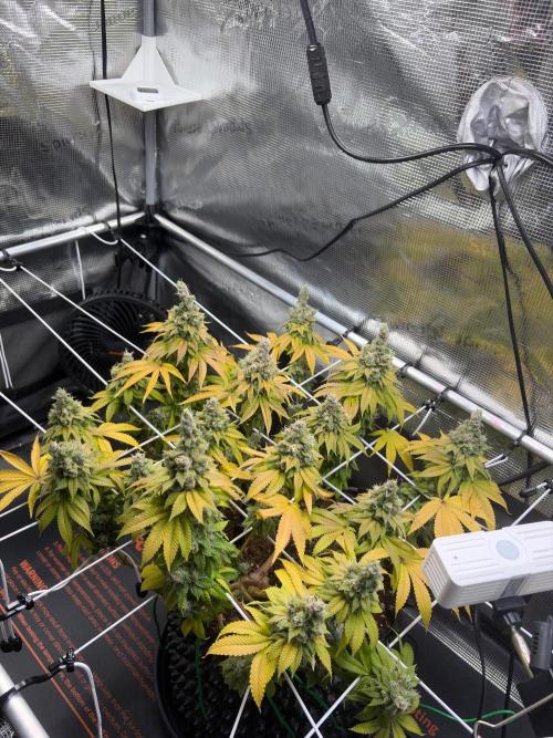 Blueberry Fem. -Dutch Passion. Week 17