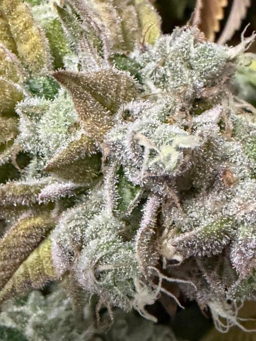 Blueberry Fem. -Dutch Passion. Week 17