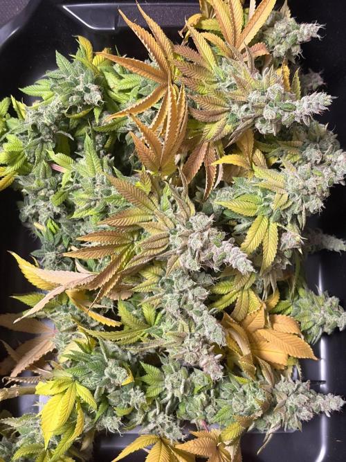 Blueberry Fem. -Dutch Passion. Week 17