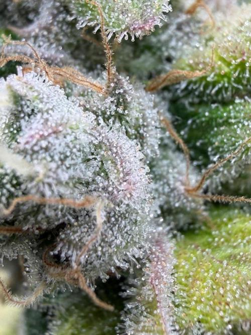 Blueberry Fem. -Dutch Passion. Week 17