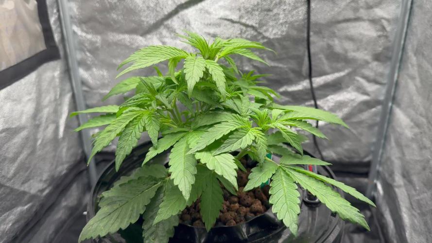 TPB Lemon Cherry Cookies Auto Hydro Grow