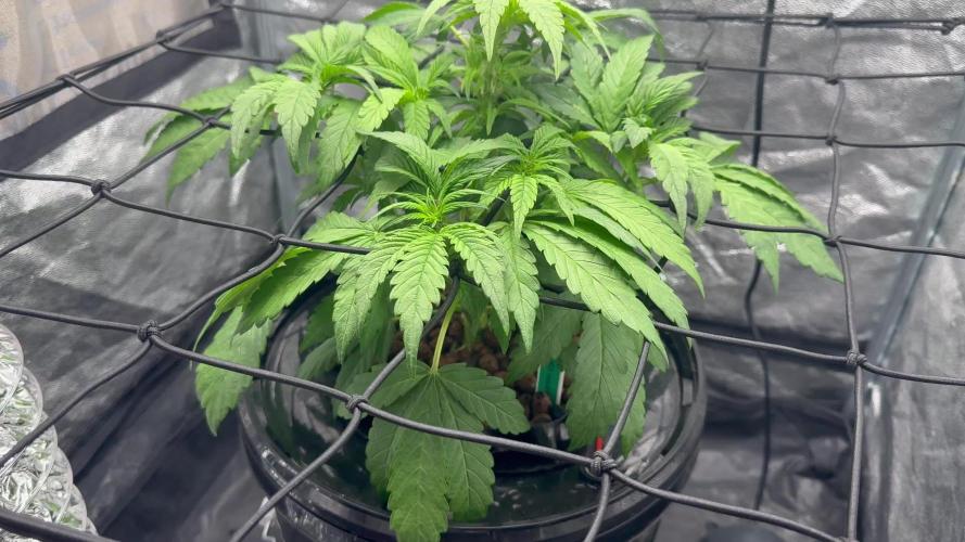 TPB Lemon Cherry Cookies Auto Hydro Grow
