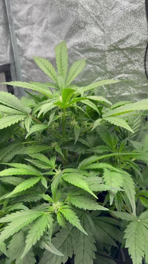 TPB Lemon Cherry Cookies Auto Hydro Grow