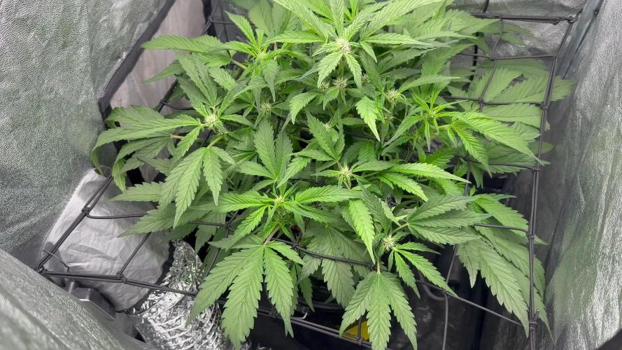 TPB Lemon Cherry Cookies Auto Hydro Grow