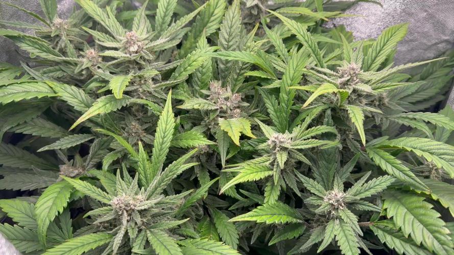 TPB Lemon Cherry Cookies Auto Hydro Grow