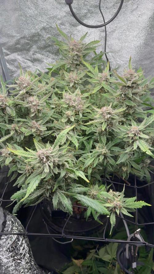 TPB Lemon Cherry Cookies Auto Hydro Grow